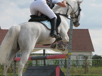 Bienvenue aux écuries de Métendal 